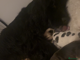 Cocker Spaniel dogs 100% sable show cockers - Advert 1