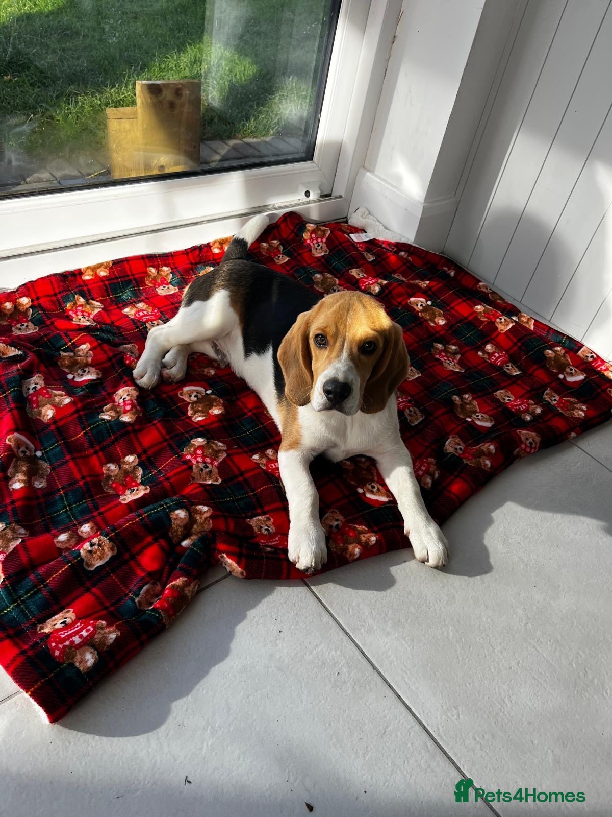 Beagle dogs for sale: 🐶⭐️Gorgeous male Beagle puppy ⭐️🐶 - Advert 1