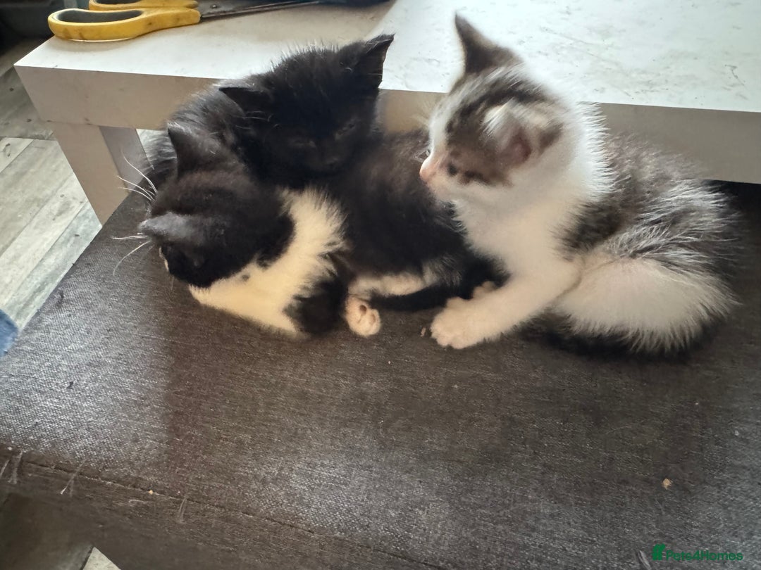 Mixed Breed cats for sale: Kitten - Image 2