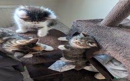 Mixed Breed cats for sale: 4 beautiful kittens for sale  - Image 4