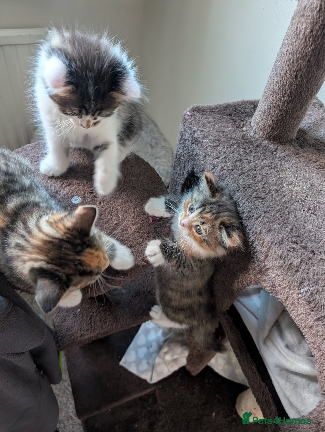 Mixed Breed cats for sale: 4 beautiful kittens for sale  - Image 4