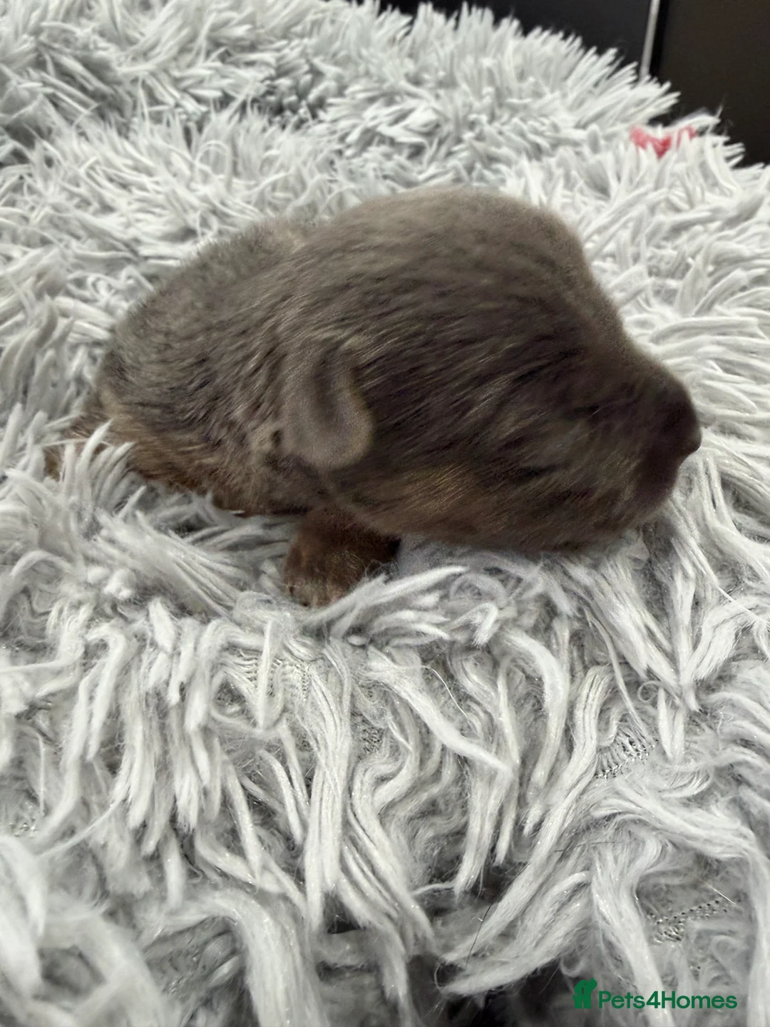 Jack Russell dogs for sale: Jack Russell Puppies - 6 Available 3 girls 3 boys - Advert 14