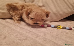 Maltipoo dogs for sale: F1 tiny maltipoo teddies  - Image 7