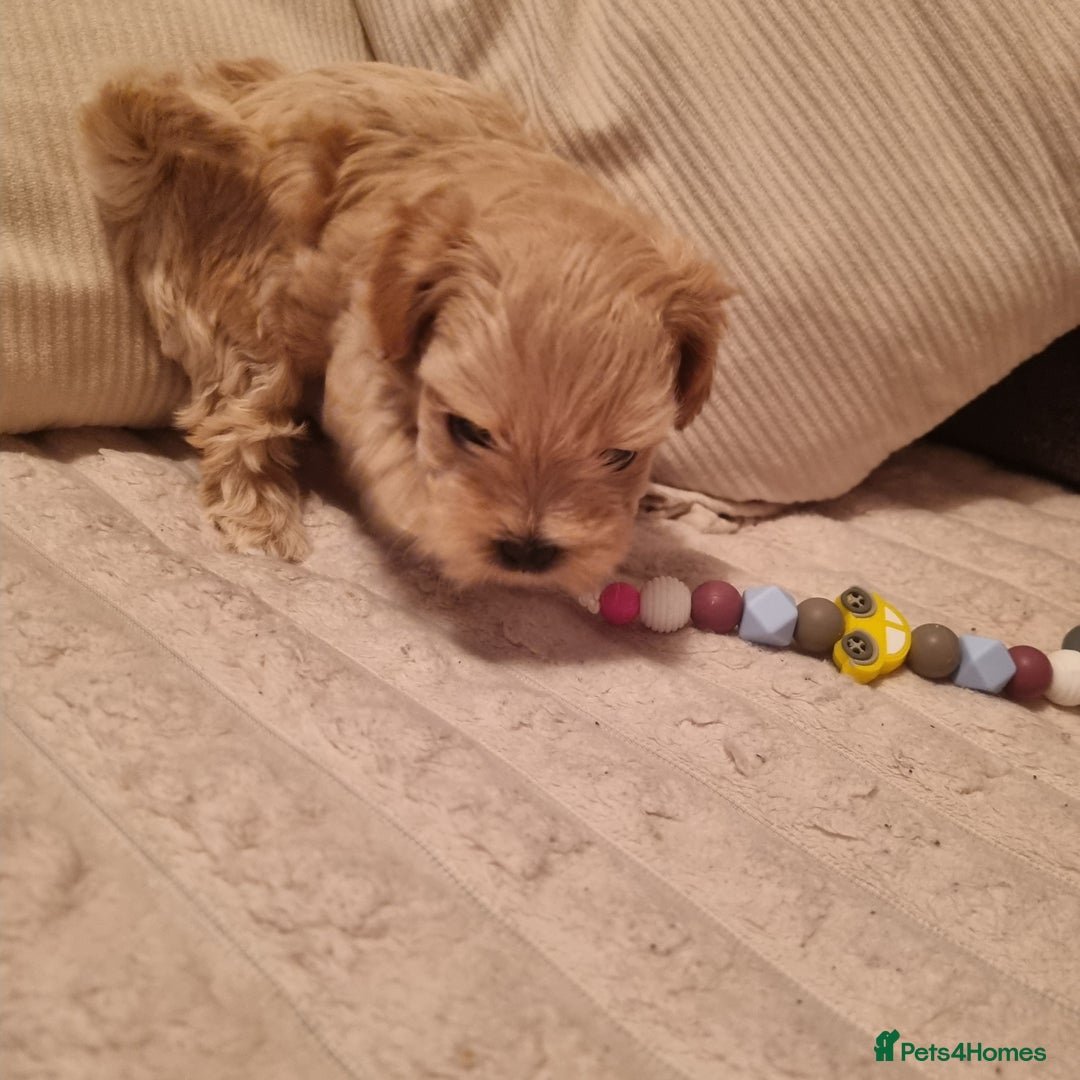 Maltipoo dogs for sale: F1 tiny maltipoo teddies  - Image 7