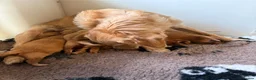 Mixed Breed dogs for sale: Magnificent blonde wolf dog puppies golden sarloos - Advert 22