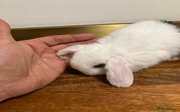 Mini Lop rabbits for sale: Mini Lop Bunnies for sale - Image 27