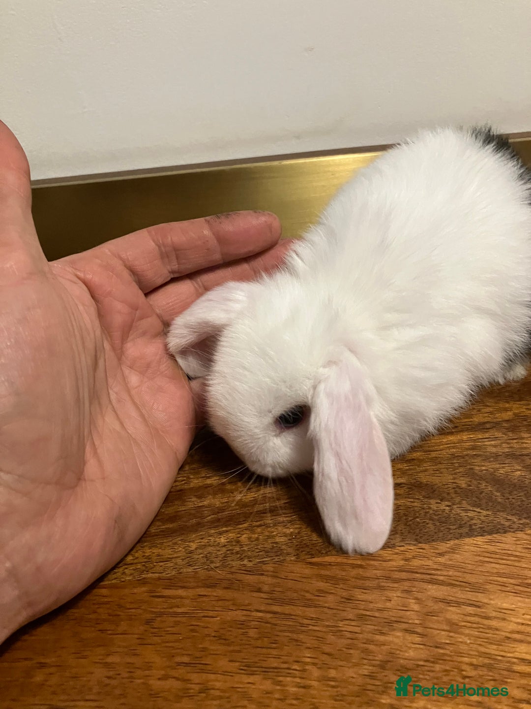 Mini Lop rabbits for sale: Mini Lop Bunnies for sale - Image 27