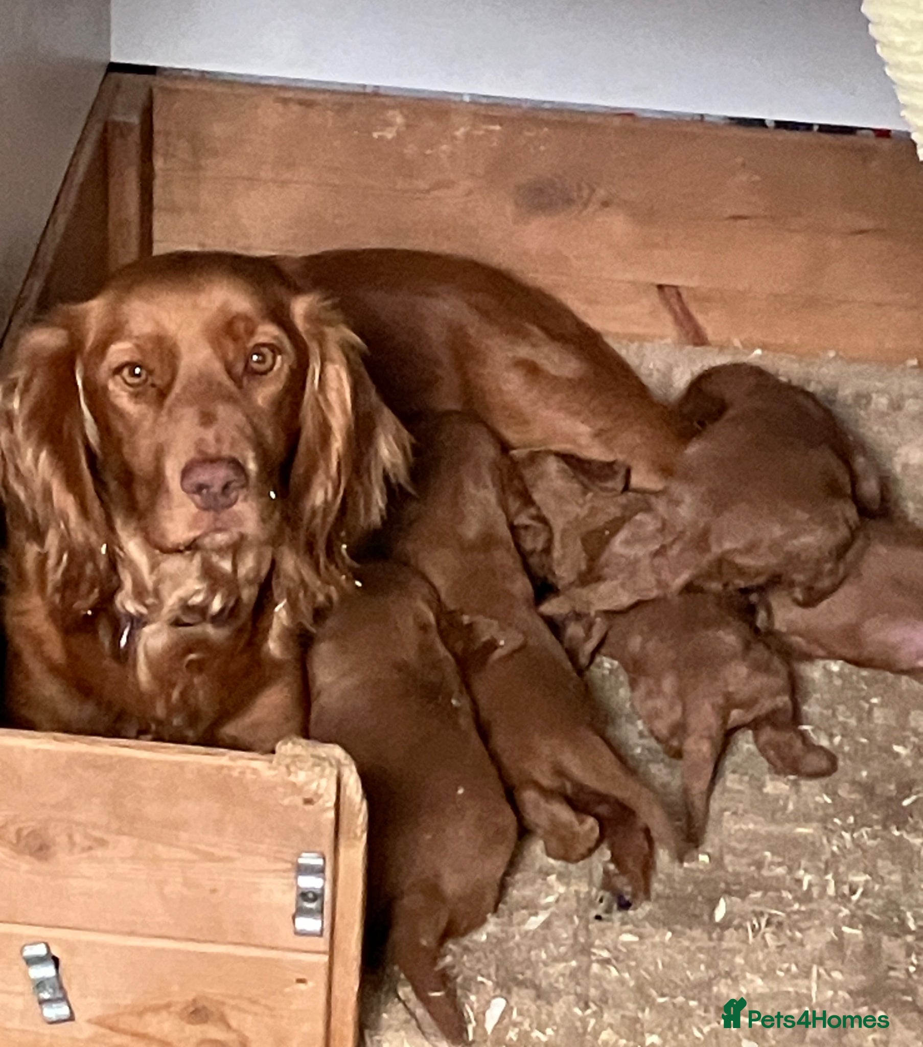 Cockapoo dogs Cuddly Cockapoos - Advert 3