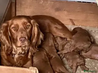 Cockapoo dogs Cuddly Cockapoos - Advert 3