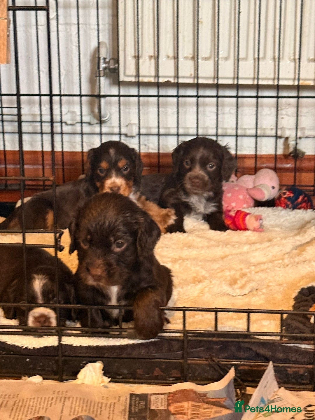 Cocker Spaniel dogs for sale: Cocker spaniel puppies - Advert 4