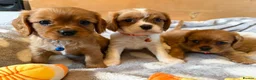 Cavalier King Charles Spaniel dogs for sale: Health tested and KC Registered  - Advert 5