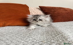 Persian cats for sale: 🐾Fluffy Chinchilla Persian kittens for Sale🐾 - Image 9