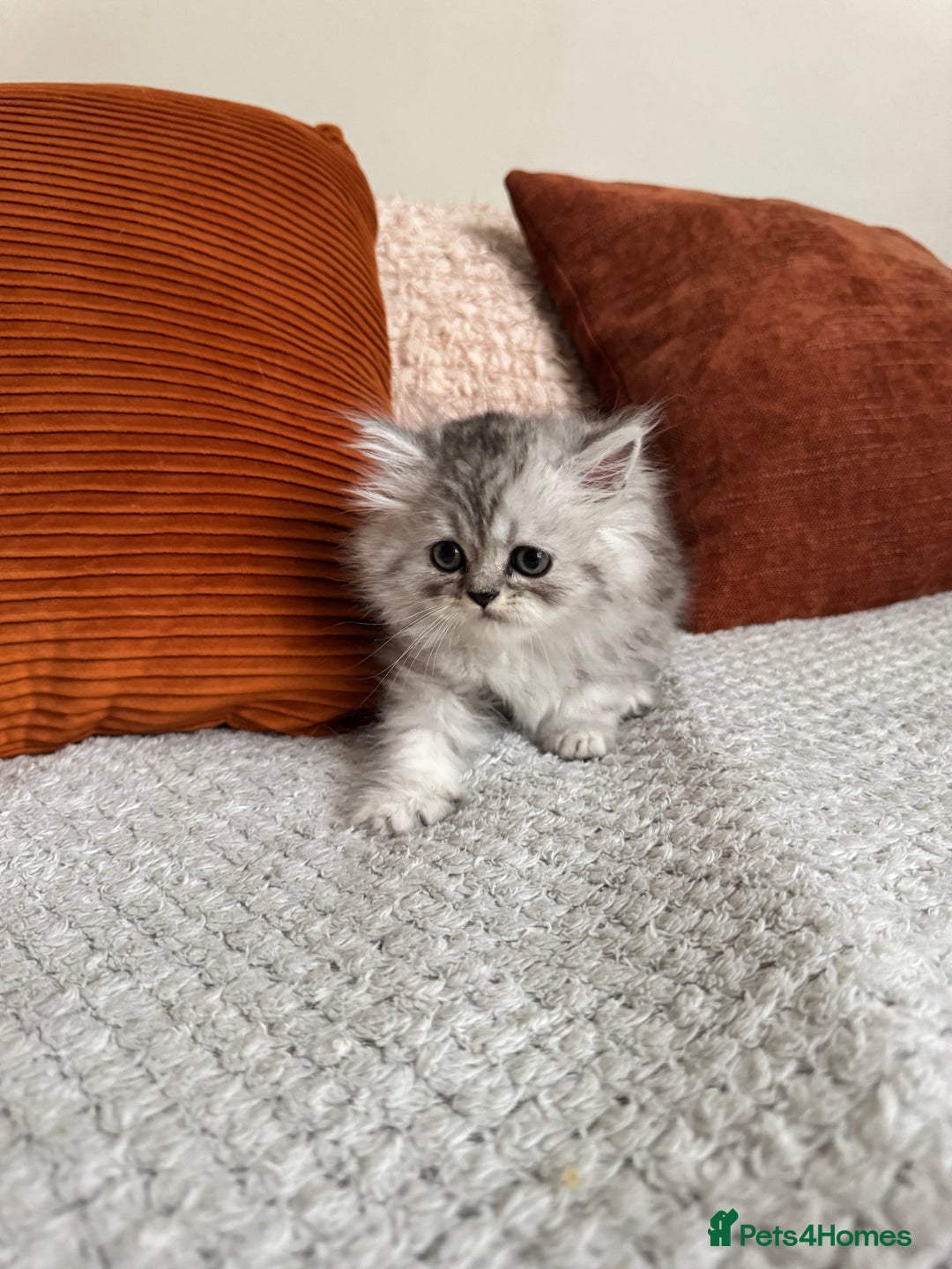 Persian cats for sale: 🐾Fluffy Chinchilla Persian kittens for Sale🐾 - Image 9