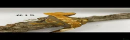Gecko reptiles for sale: NEW Adult + Juvenile Crested Geckos + Lilly Whites - Advert 30