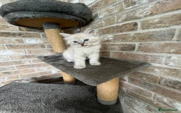 Ragdoll cats for sale: One female Ragdoll left  in Cambridge - Image 13