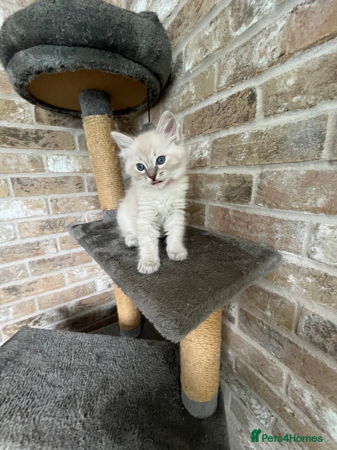 Ragdoll cats for sale: One female Ragdoll left  in Cambridge - Image 13