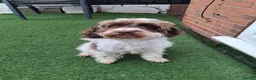 Cockapoo dogs for sale: ** Adorable Female Cockapoo** in Cannock - Advert 2