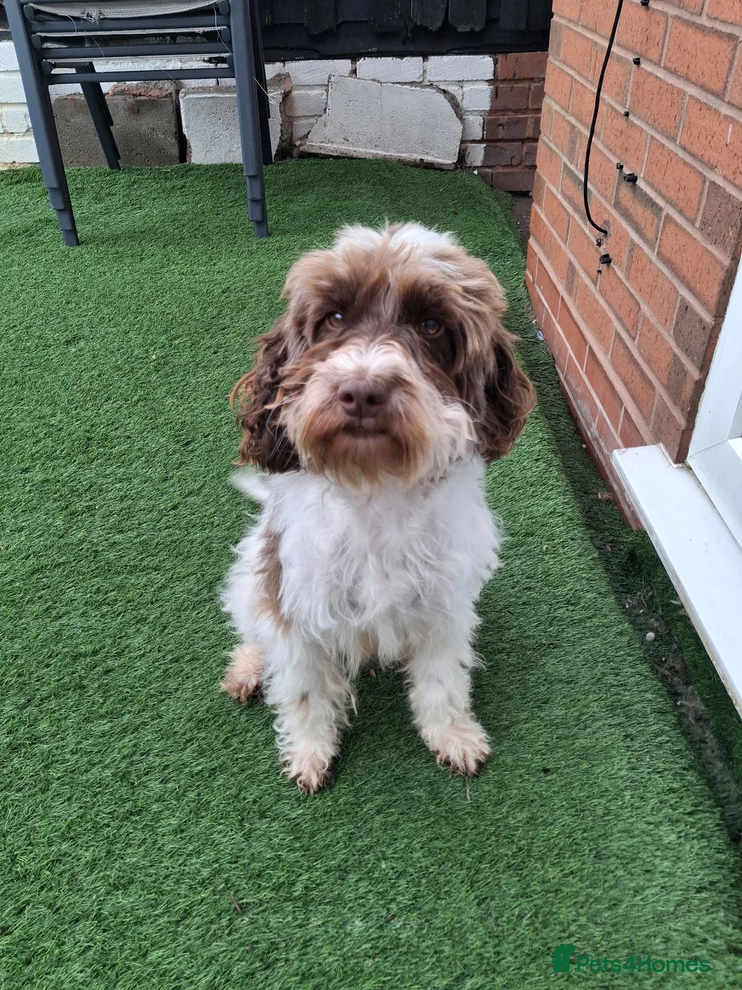 Cockapoo dogs for sale: ** Adorable Female Cockapoo** in Cannock - Advert 2