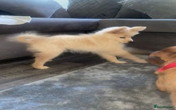 Pomchi dogs for sale: Beautiful Bert - Image 5