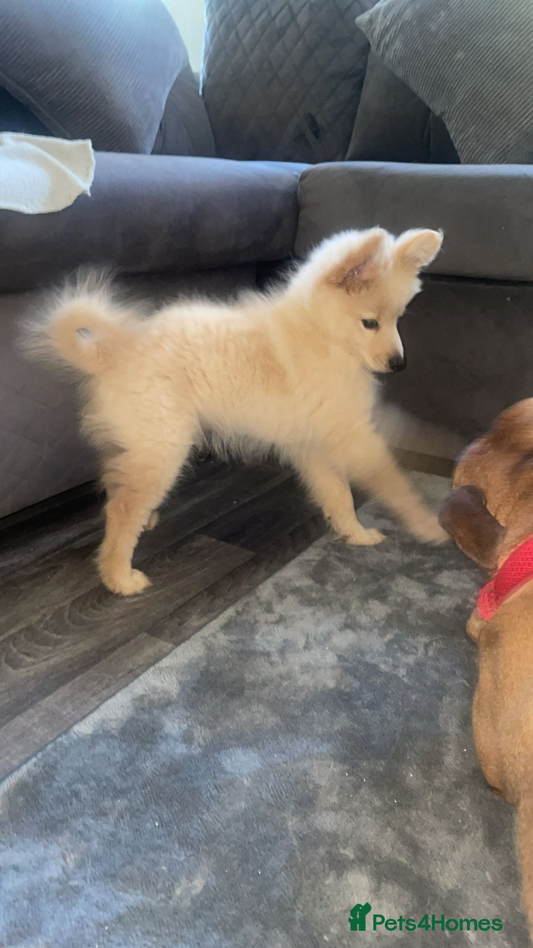 Pomchi dogs for sale: Beautiful Bert - Image 5