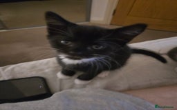 Mixed Breed cats for sale: 3 female kittens for sale £25 each - Image 2