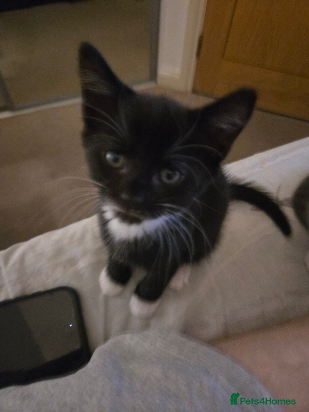 Mixed Breed cats for sale: 3 female kittens for sale £25 each - Image 2