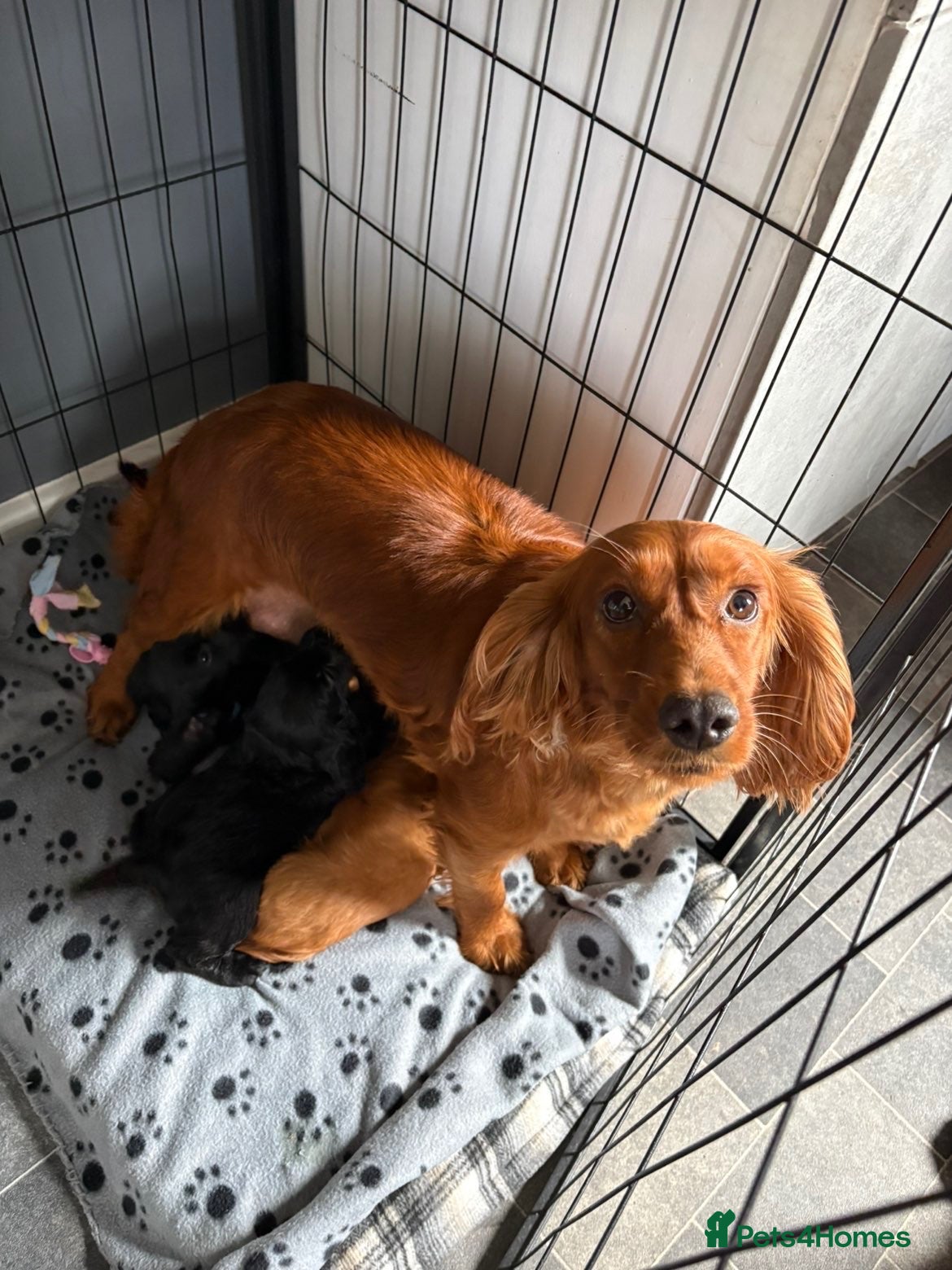 Cocker Spaniel dogs KC registered working cocker spaniels - Advert 2