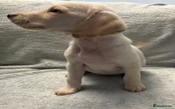 Labrador Retriever dogs for sale: Ready now beautiful Labrador retriever puppies - Image 13
