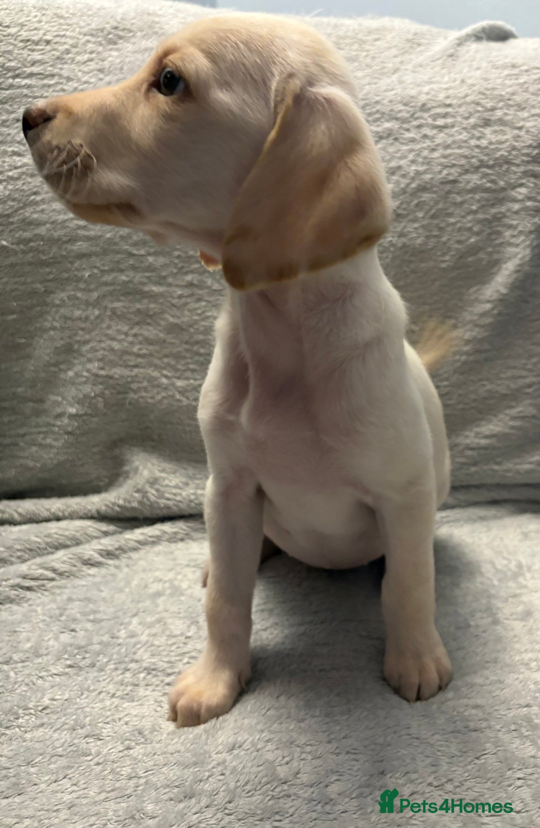 Labrador Retriever dogs for sale: Ready now beautiful Labrador retriever puppies - Image 13