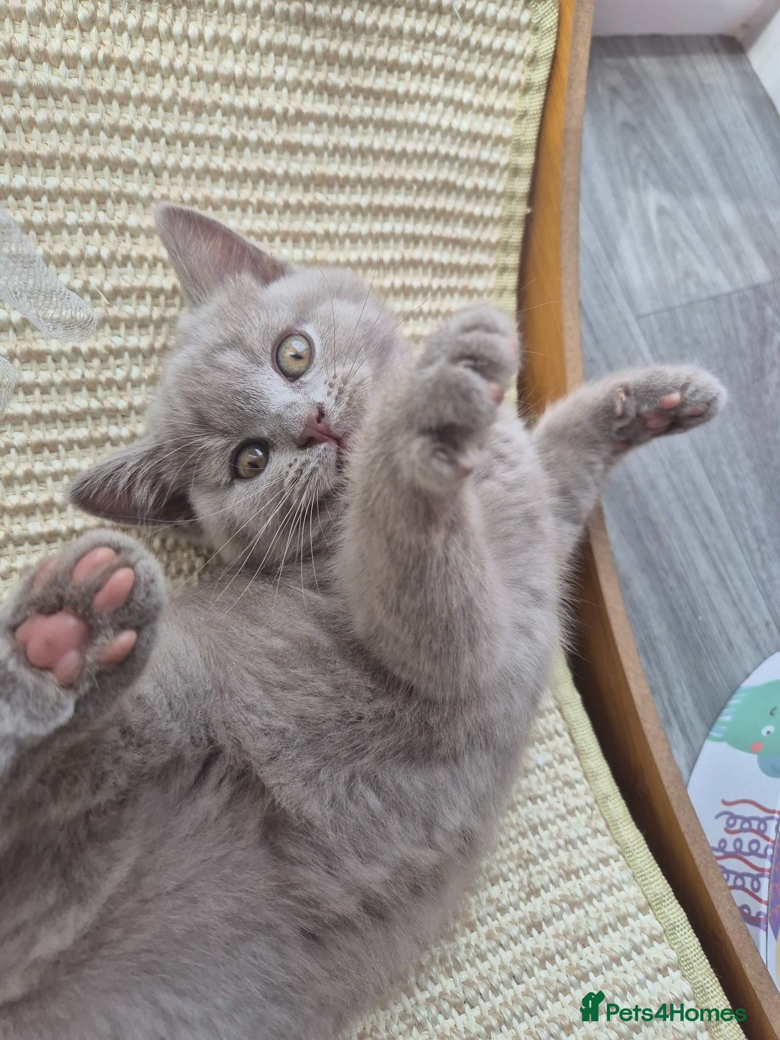 British Shorthair cats British shorthair kittens  - Advert 17