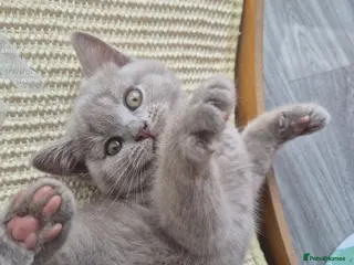 British Shorthair cats British shorthair kittens - Advert 17