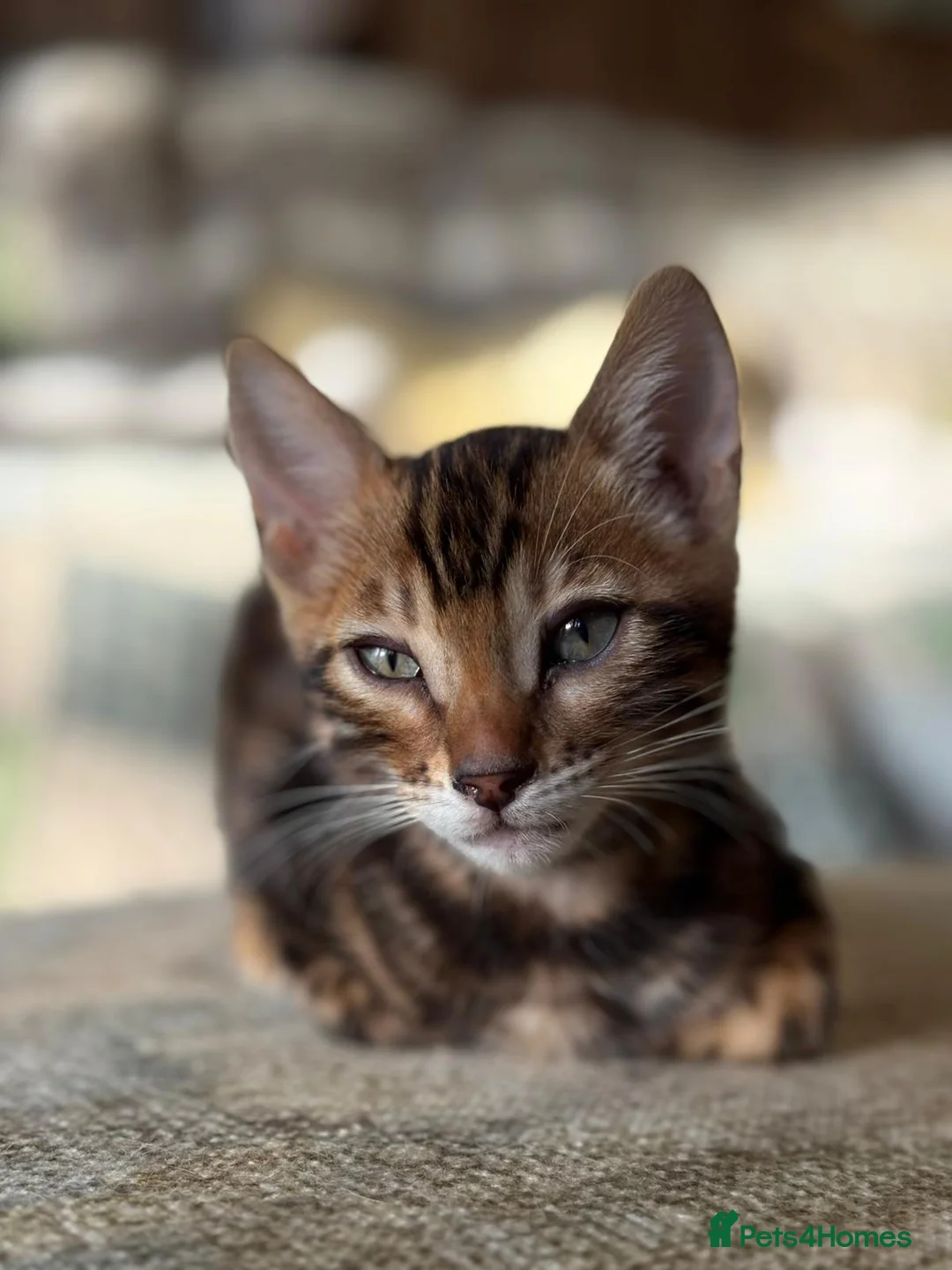 Bengal cats for sale: TIGA BENGAL KITTENS FOR SALE - READY 25/04/26 - Advert 1