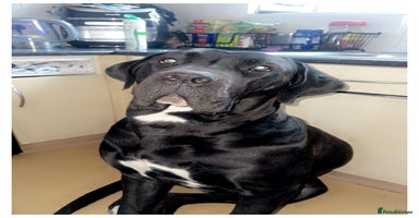 Mixed Breed dogs Cane corso/Great Dane puppies for sale ✨✨ - Advert 11