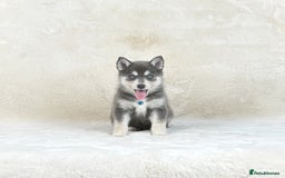 Pomsky dogs for sale: Stunning blue eyes f3 Pomsky puppies for sale - Advert 1