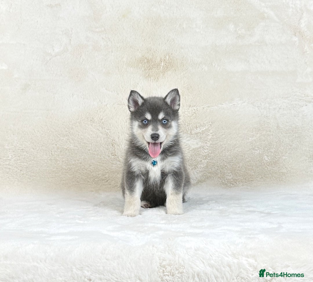 Pomsky dogs for sale: Stunning blue eyes f3 Pomsky puppies for sale - Advert 1