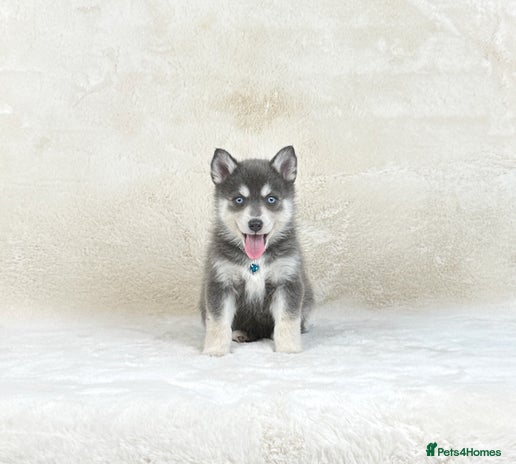Pomsky dogs Stunning blue eyes f3 Pomsky puppies for sale - Advert 4