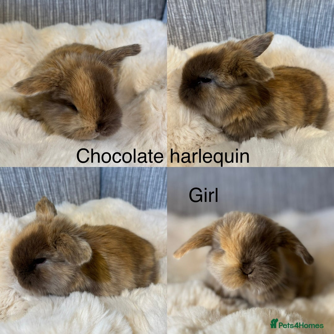 Mini Lop rabbits for sale: Beautiful mini lop babies  - Advert 4