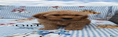 Cockapoo 4
