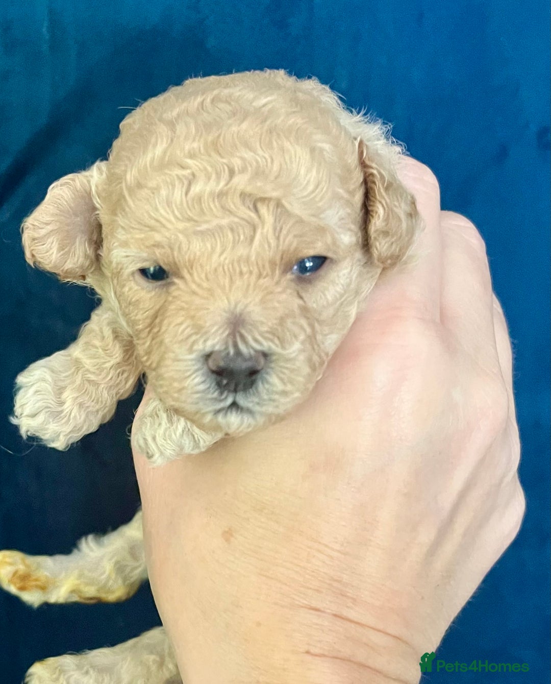 Toy Poodle dogs for sale: KC Toy Poodle Puppies - Image 19