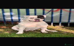 American Bulldog dogs for sale: American Bulldog - Image 32