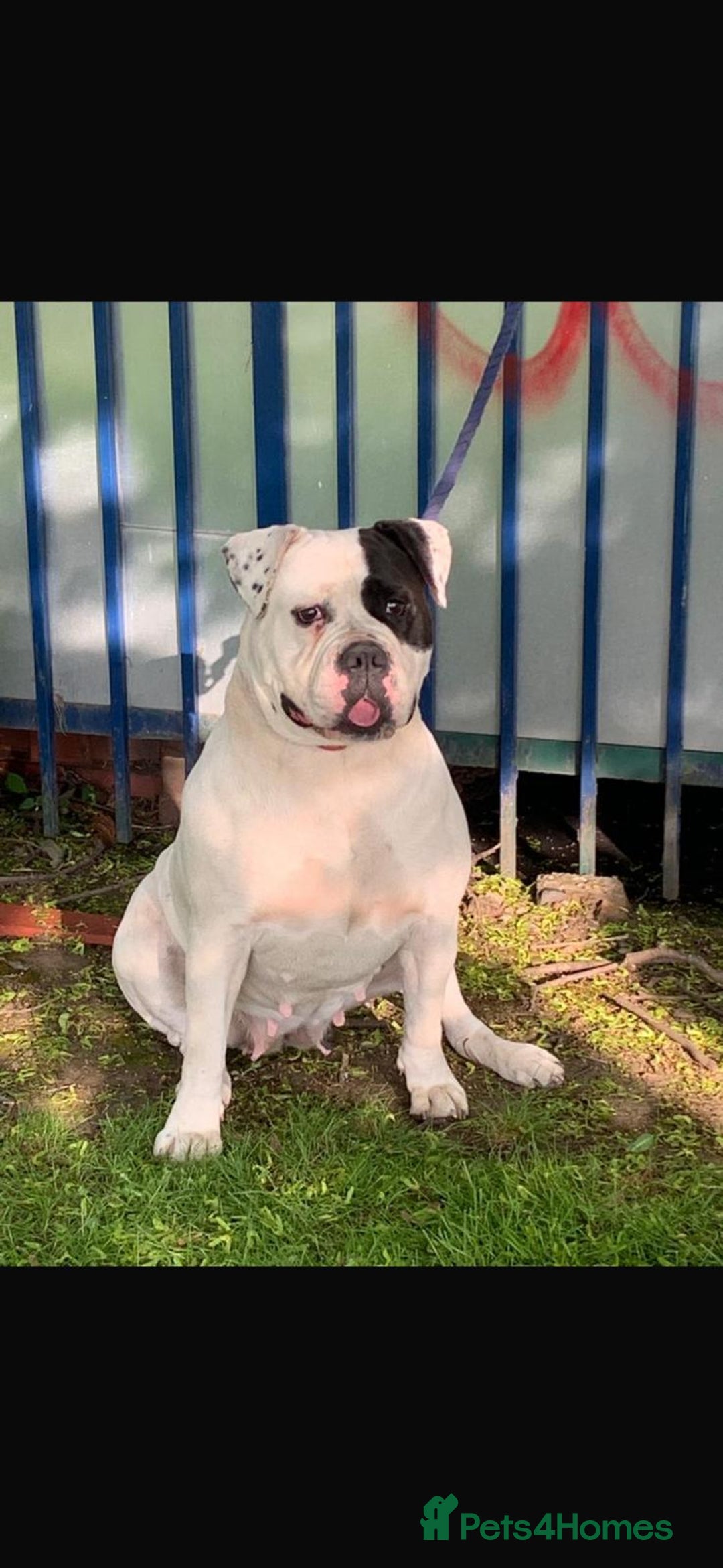 American Bulldog dogs for sale: American Bulldog - Image 32