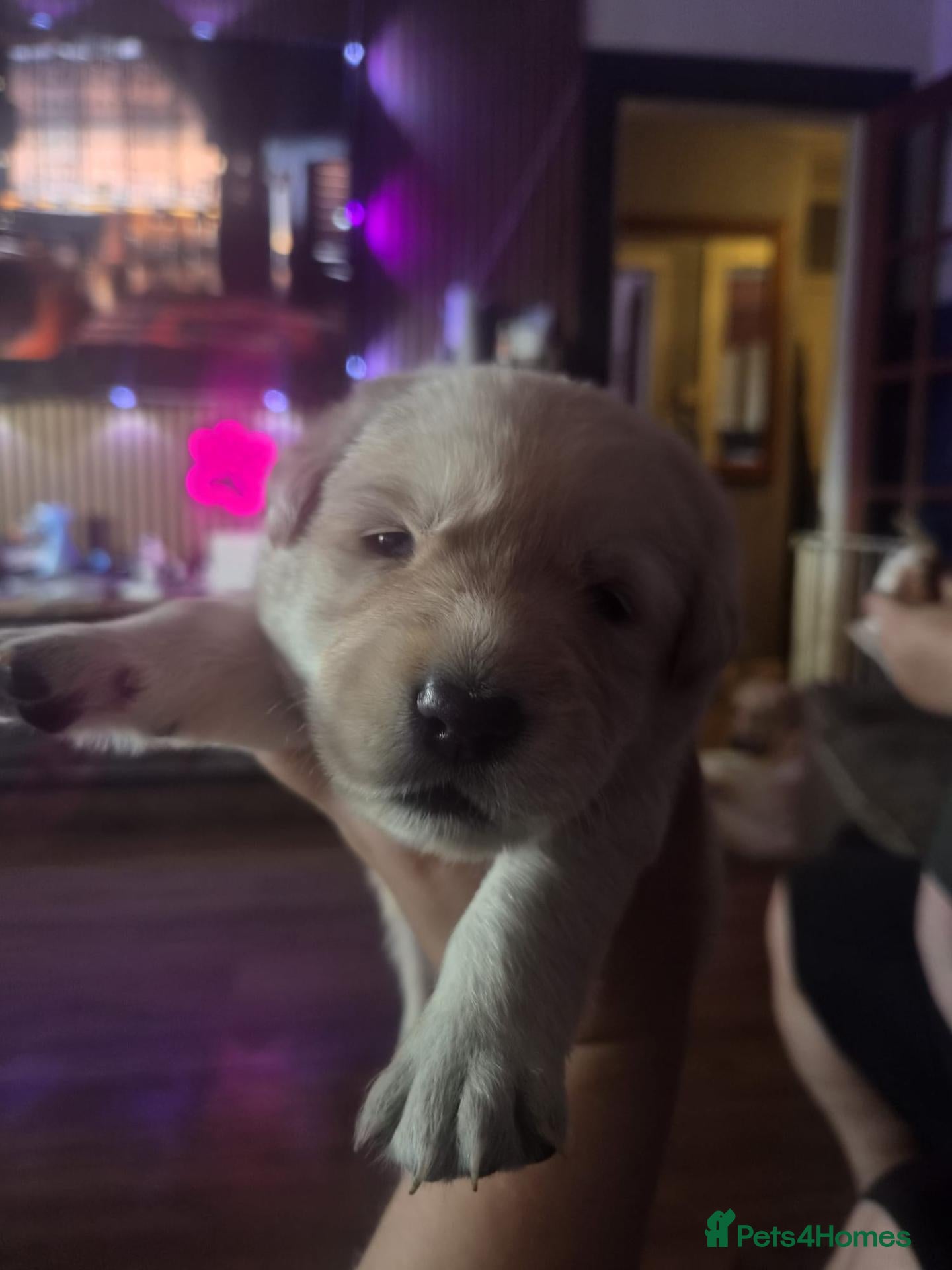 Mixed Breed dogs Gorgeous f1 border retreiver pups - Advert 3