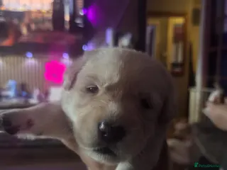 Mixed Breed dogs Gorgeous f1 border retreiver pups - Advert 3