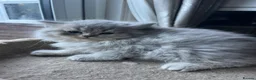 British Shorthair cats for sale: Gorgeous Gccf British  Longhairs  - Advert 3