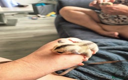 Sugar Glider rodents for sale: 4 baby sugar gliders ready 13th sept price each  - Image 13
