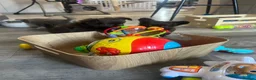 Chihuahua dogs for sale: READY NOW - Long coat chihuahua puppies - Advert 19