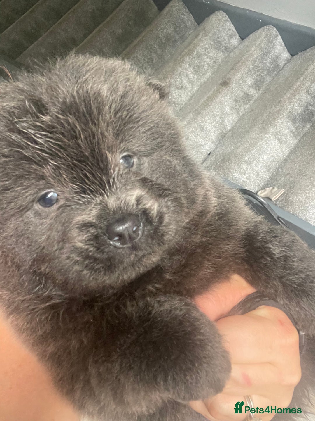 Chow Chow dogs for sale: Chow chow pups - Image 19