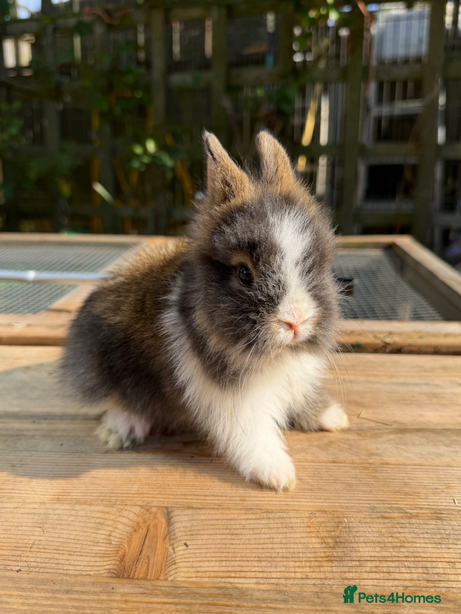 Lionhead rabbits Beautiful baby lionheads  - Advert 2