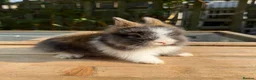 Lionhead rabbits for sale: Beautiful baby lionheads  - Advert 1