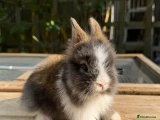 Lionhead rabbits Beautiful baby lionheads - Advert 2